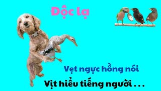 510🦜. Ducks understand human language, parrots speak very well, starlings are smart...