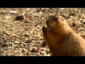 Prairie Dog The Detroit Zoo