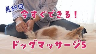 【びわ湖わんにゃんマルシェ】わんにゃんとハッピーライフをおくるコツ ドッグマッサージ編 耳と口のマッサージ