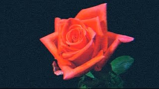 Dead! - You&#39;re So Cheap (Official Music Video)