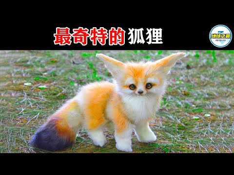 形容狐狸