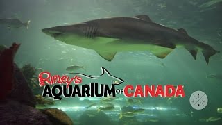 Ripley's Aquarium in Toronto - J&C Toronto