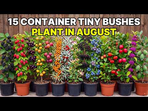 15 Container Tiny Bushes That Thrive in the Extreme Summer Heat