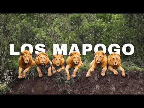 LOS MAPOGO: La coalición más temida de leones en África | Historia Completa
