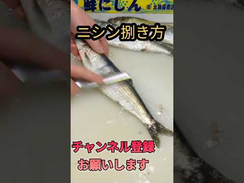 ニシン捌き方！煮付け用#short #shorts #fish #new #japan #howto #cooking #おすすめ #簡単 #料理 #釣り #趣味 #チャレンジ #楽しい