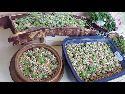 2019.  6. 22.  거미줄  바위솔  분가  시켰어요.^^❤❤