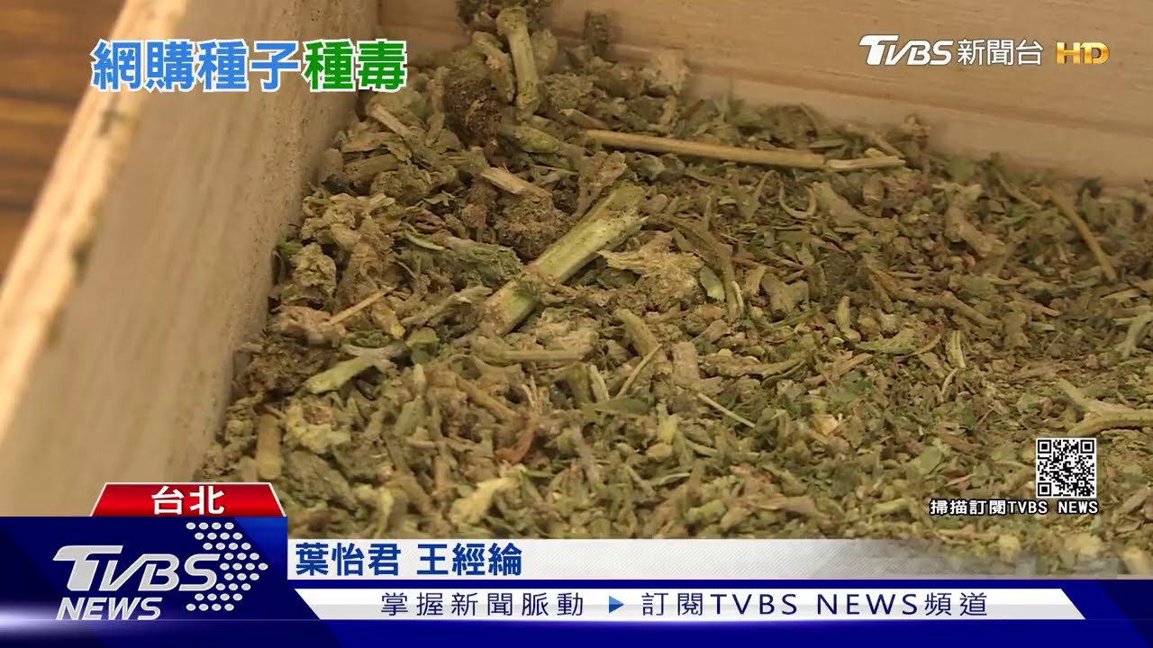 竹聯大哥接班失利！　購「大麻種子」躲自家種