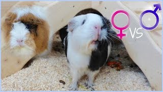 Difference Between Guinea Pig Genders