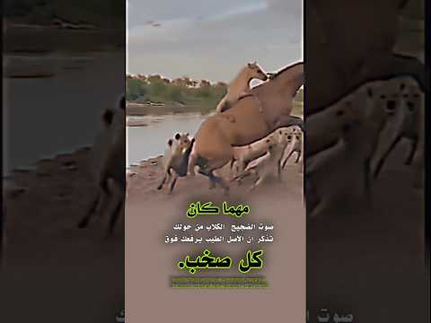 مهما كان صوت الضجيج الكلاب من حولك🤲🏻❤ تذكّر أن الأصل الطيب يرفعك فوق كل صخب#ترند #youtubeshorts