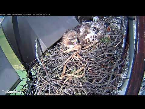 Arthur Vocalizes While He Incubates– April 1, 2019