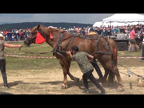 Concurs cu cai de tractiune proba de simplu Maguri, Cluj 24 Iulie 2022 Nou!!!