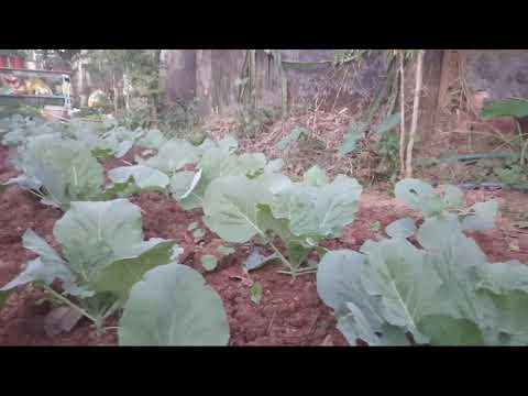 , title : 'Cách trồng và chăm sóc rau bắp cải 100 cây đều như một | Nam Vlog'