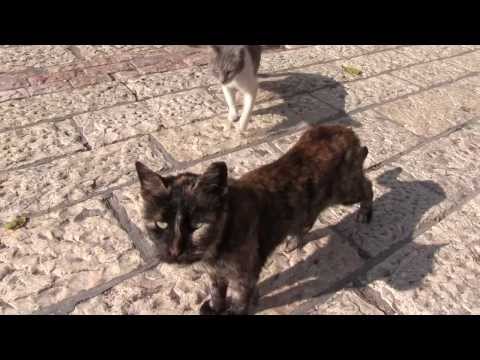 Cats in Israel