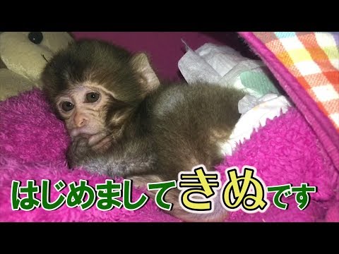 メッチャ可愛い赤ちゃん猿第１話はじめまして「きぬ」ですVery cute baby monkeyEpisode１ Nice to meet you is Kinu.