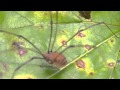 Harvestman and Grasshopper Chirping