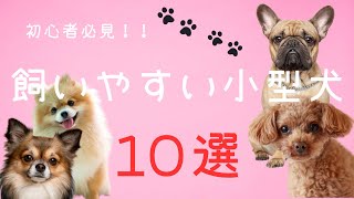 ペット初心者におすすめ！YouTubeで楽しむ、飼いやすい小型犬10選