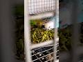 Feeding Mexican Mint To Love Birds Budgies