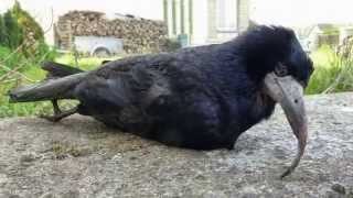 preview picture of video 'corbeau freux avec un bec atrophié'