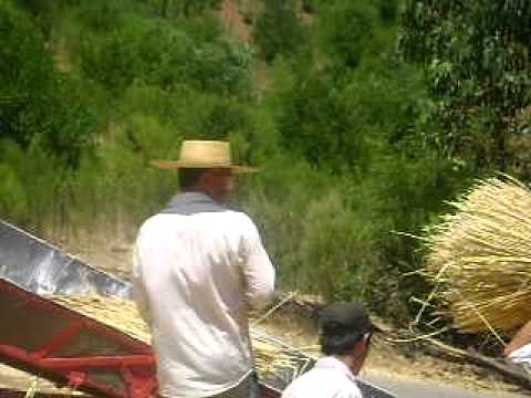 Trilla en Quirihue parte 2