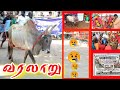 சாம்பிராணிப்பட்டி கோவில் காளைவாழ்க�