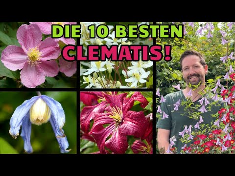 Clematis: Die 10 besten Sorten für den Garten von Alpen-Waldrebe bis Gold-Waldrebe! Gesund u robust