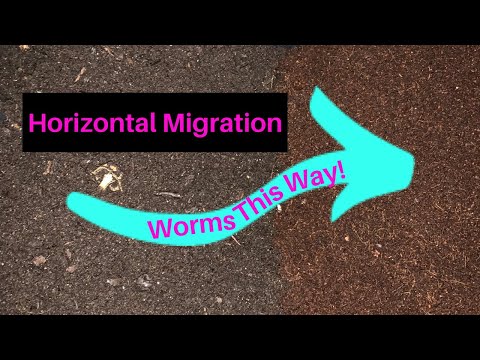How To Harvest a Worm Bin Using The Horizontal Migration Method