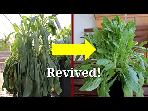 YouTube video about: Why are my plants drooping?