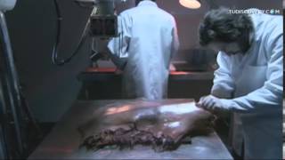 ¿ENCONTRARON UNA SIRENA?Dentro de un tiburón!!!