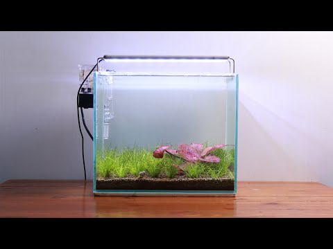 SIMPLE AQUASCAPE #1 | TIGER LOTUS GARDEN AQUASCAPE MINI