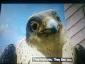 Stuart Little 2 Falcon