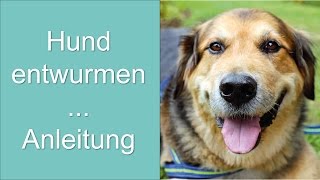 Hund entwurmen Anleitung