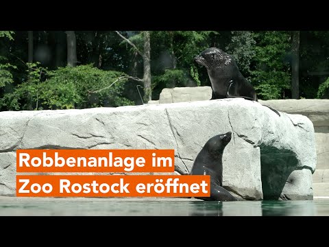 New and species-appropriate seal enclosure opened at Rostock Zoo