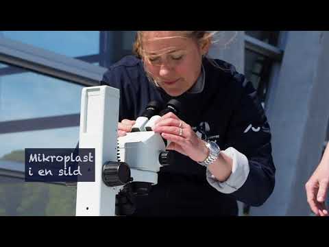 Find mikroplastik i sild med Hovedet i Havet