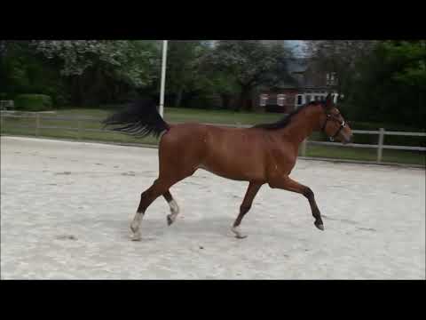 Balous Bellini   Cassini II   Royal Z I 2017 Forår 2019