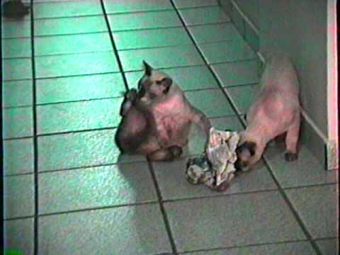 GATOS DA DIONE   Kobrasol