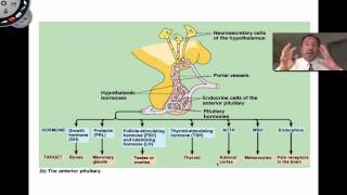 The Pituitary Gland