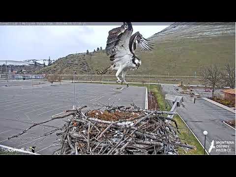 Hellgate Iris Flies Backwards SLO MO 2020 04 11 1738