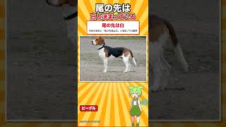 【犬種シリーズ #30】昔は上着のポケットに入る大きさだった｜ビーグル