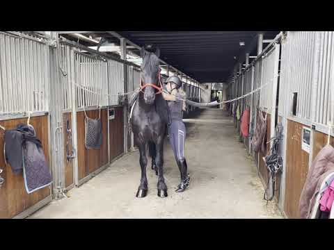 Stal Okkema's Femme - Eise x Meinse - star stallion - 2017 - 1.63