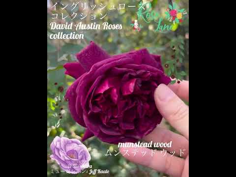 イングリッシュローズ「ムンステッドウッド」 植物