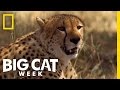 A Cheetah Brawl Big Cat Week