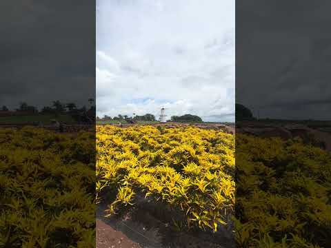 Macena flores #holambra #macenaflores #holanda #alemanha #saopaulo