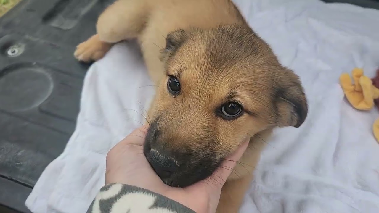 Enlarge Percy, an adopted Labrador Retriever in Bandera, TX video 1/4