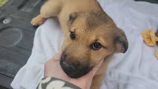 Video preview image #1 Labrador Retriever-Unknown Mix Puppy For Sale in Bandera, TX, USA