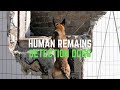 Starting a Human Remains Detection Dog | Grassroots K9