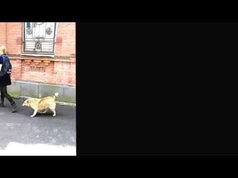 The cutest Street Dog in Tbilisi May 28, 2016