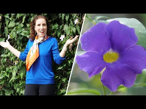 🤔 TUMBÉRGIA - TREPADEIRA OU ARBUSTO? | Nô Figueiredo