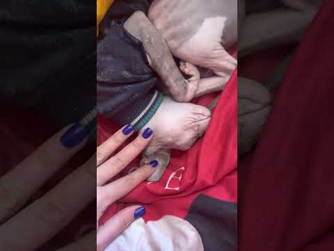 Cat Alisa / кошка Алиса