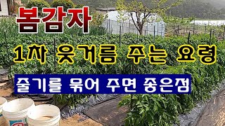 [텃밭농부 1,420]  봄감자 1차 웃거름 주는 요령. #봄감자 재배 #감자재배