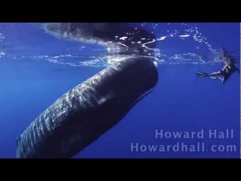 To Meet A Sperm Whale - Beautiful